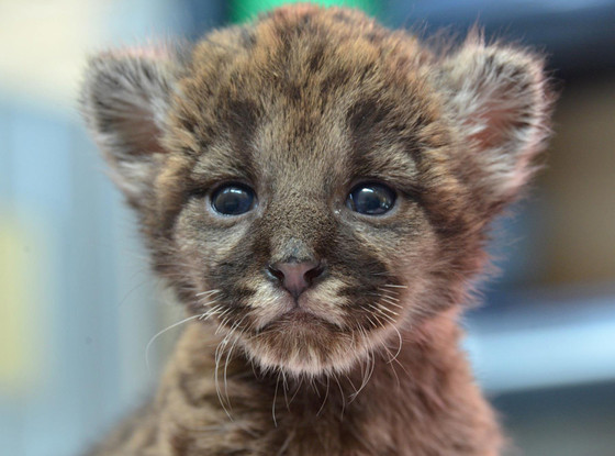 Florida Panther Kitten Florida Panther Kitten